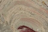 Polished Domal Stromatolite Slab - Western Australia #221460-1